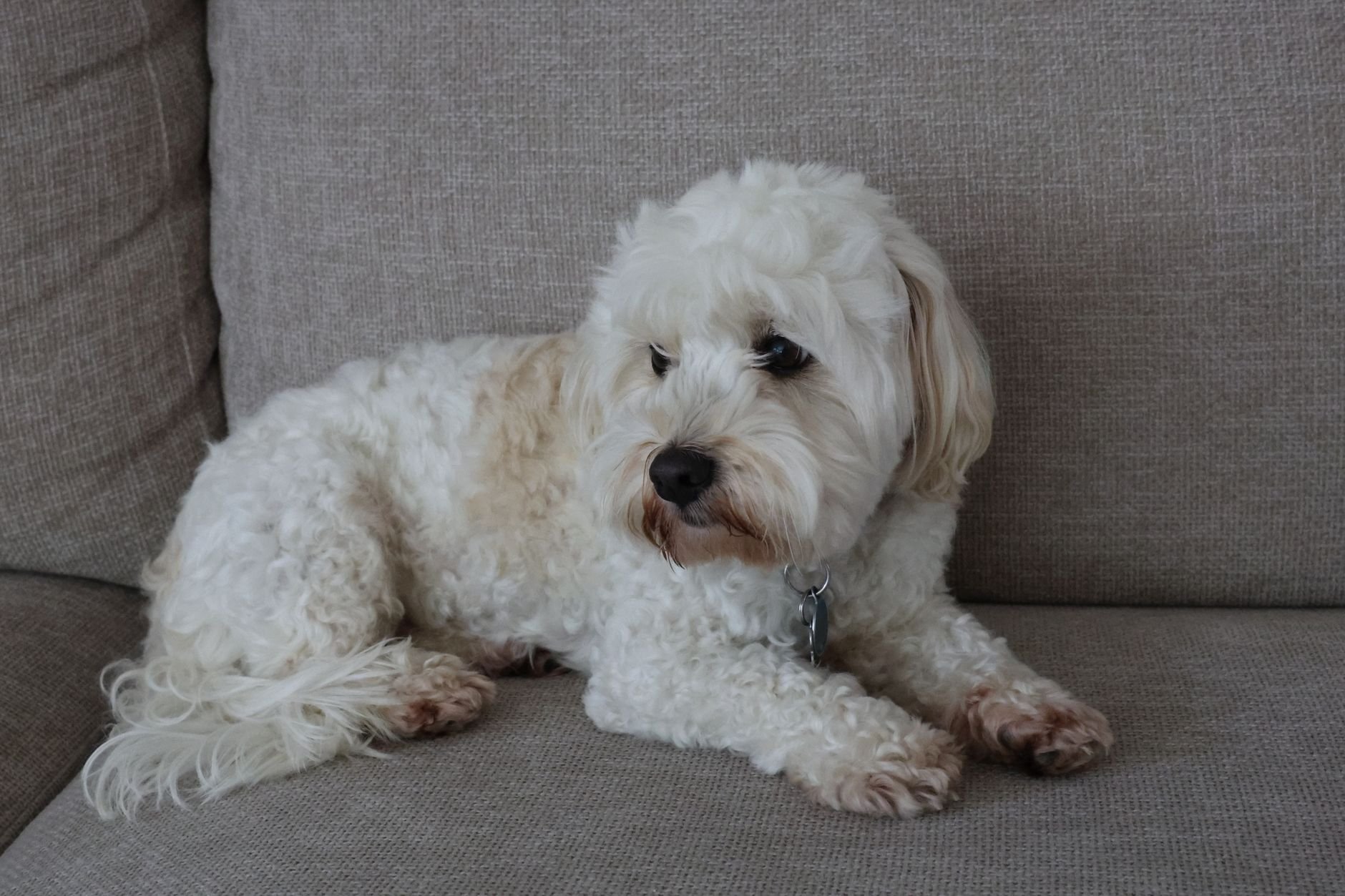 Adorable white dog lounging on a sofa, exuding calmness and comfort.